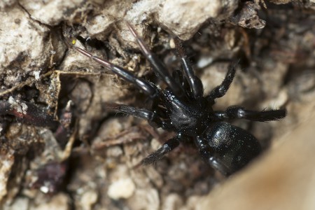 Drassyllus lutetianus